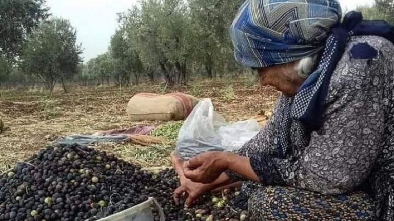 زيت الزيتون العفريني.. في رحلة تهجير إلى أوروبا ودول الخليج